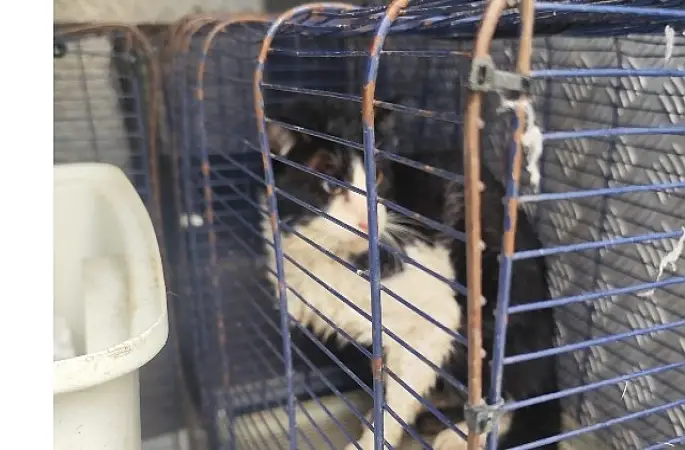 Ağva Deresi'nde mahsur kalan kedi kurtarıldı