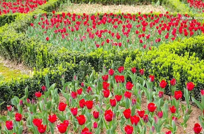 İstanbul'da Renk Cümbüşü: Lale Bayramı 11-12 Nisan'da Kutlanacak